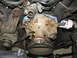 1986 Ford Bronco - water pump installed and torqued down