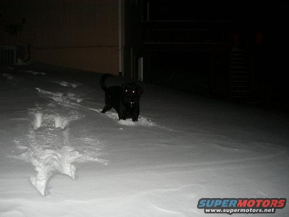 180011.jpg No photo magic here...That dog is over 100lbs.  I guess I will not be taking off my oil cooler anytime soon.