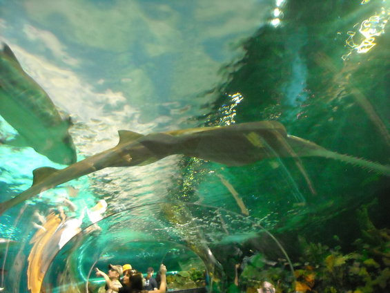Sawfish with long snout swims through an aquarium tunnel with people looking on