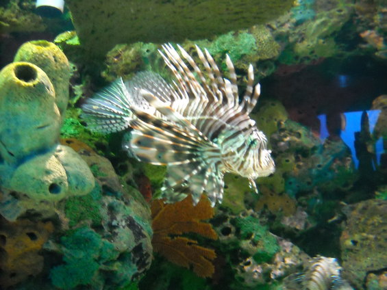 Lionfish swims among coral and sponges in an aquarium