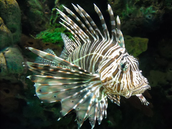 Lionfish with striped fins swimming in dark water