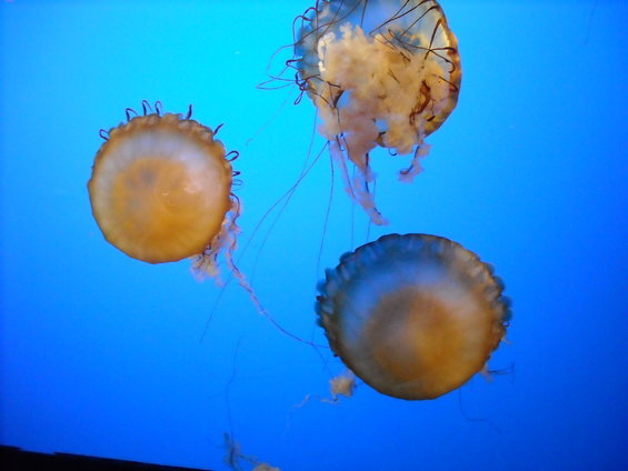 Three jellyfish with orange bells and trailing tentacles float in blue water