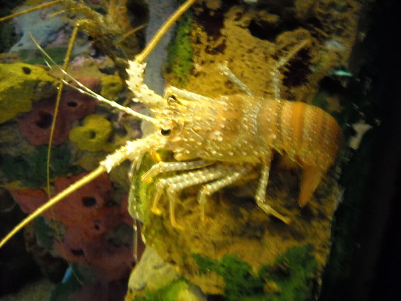 Lobster clinging to a rock with colorful coral in the background