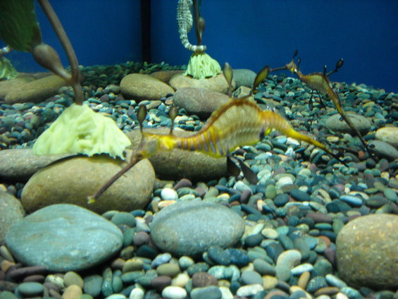 Weedy seadragons swimming among rocks and seaweed in an aquarium