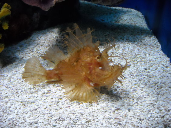 Scorpionfish resting on a sandy aquarium bottom