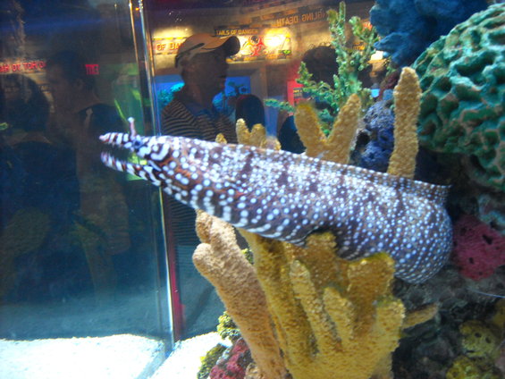 Moray eel with white spots on its body swims among coral in an aquarium