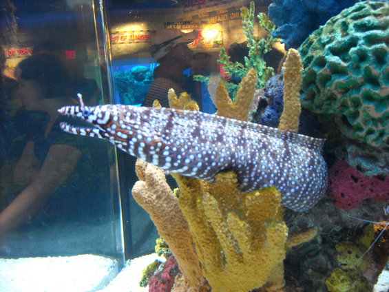 Moray eel with white spots swims among coral in an aquarium