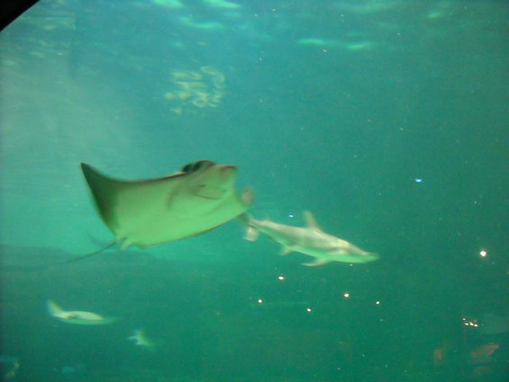 Stingray swimming with a shark in an aquarium