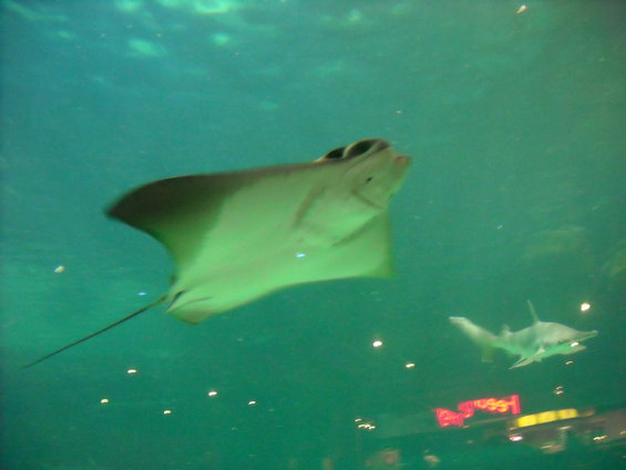 Stingray swims in aquarium with shark in background
