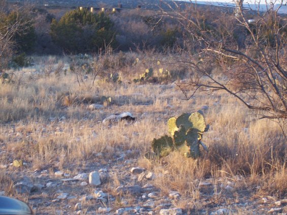 Skunk in a dry, grassy field with prickly pear cactus