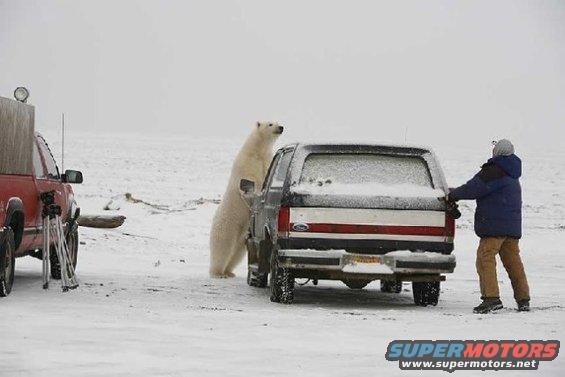 broncopolarbear.jpg3.jpg 