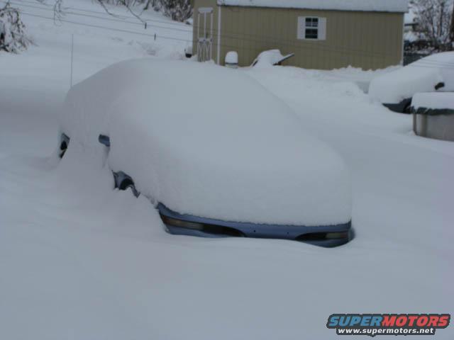 Unbelievable camouflage is displayed as the Snow Probe stalks its prey.