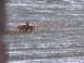 1995 Mercury Grand Marquis - Three foxes are visible in a field with patches of snow and dry grass.