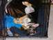 1991 Ford Bronco - A German Shepherd puppy is seen resting comfortably in its crate, curled up on blankets.