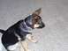1991 Ford Bronco - Puppy sits on carpet, looking to the right with one ear up.
