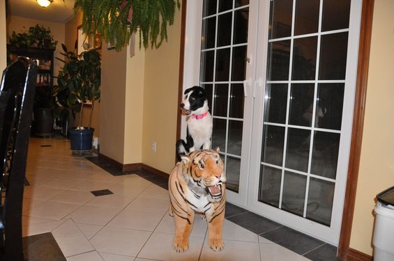Dog sitting on a stuffed tiger in a hallway