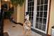 1996 Ford Bronco - A dog is perched atop a stuffed tiger in a home's entryway.