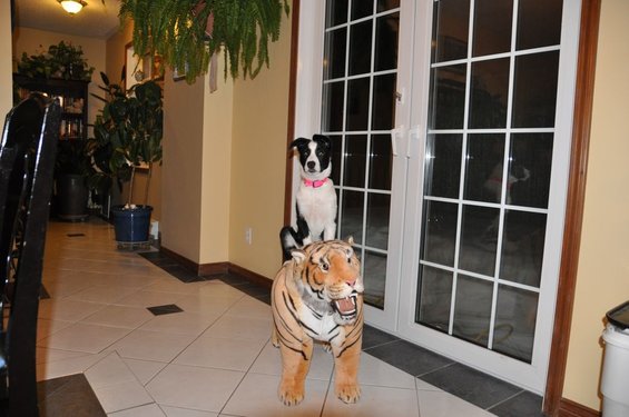 Black and white dog with pink collar sits on a stuffed tiger in a hallway