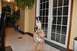1996 Ford Bronco - A dog sits atop a stuffed tiger in a home hallway, with large glass doors in the background.