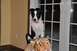1996 Ford Bronco - A black and white dog with a pink collar sits atop a stuffed tiger in front of a window.