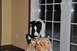 1996 Ford Bronco - A dog is visible behind a floral arrangement near a doorway.