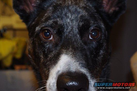 Close-up of a dog's face with dark fur and a white blaze