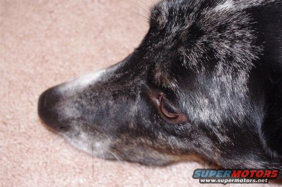 Dog's head in profile, facing left. Black and white fur, light brown eye. Carpeted background