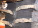 1995 Ford Bronco - A close-up view of a tire tread, showing significant mud accumulation on its aggressive lugs.