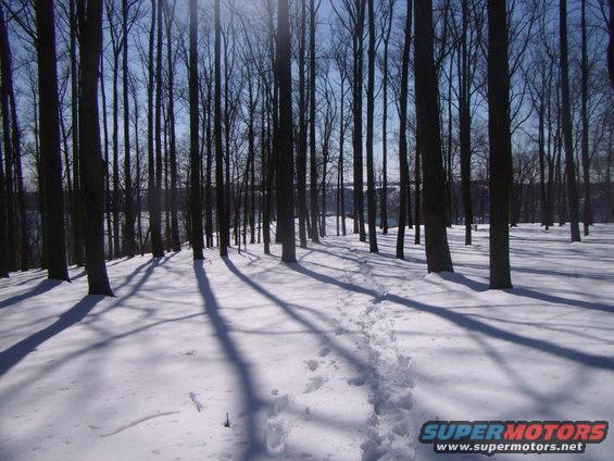 Snowy forest with tall trees and long shadows cast on the snow