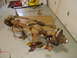 F350 Axle