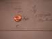 1996 Ford Bronco - A document displays bullet impacts, a penny for scale, and handwritten ballistic data.