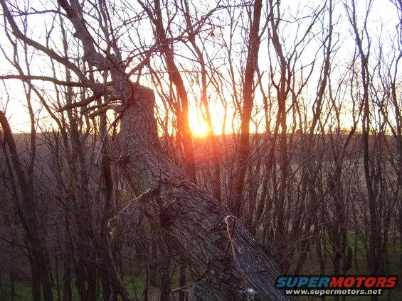 Sunset behind bare trees, with a fallen tree in the foreground. Supermotors.net logo in corner