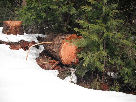 Fallen tree trunk with cut end showing rings, surrounded by snow and evergreen trees