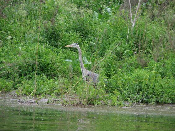 Great Blue Heron in lush green reeds by water