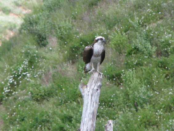 Osprey perched on a dead tree stump with a grassy hillside in the background