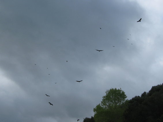 Flock of birds flying in a cloudy sky over a wooded hillside