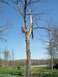 2000 Chevrolet Tahoe - A person climbs a large dead tree using ropes and safety gear on a clear day.