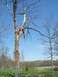 2000 Chevrolet Tahoe - An arborist is actively trimming a large, dead tree, suspended by ropes and a harness against a clear blue sky.