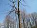 2000 Chevrolet Tahoe - Arborist working high in a tree, using ropes for ascent and safety.