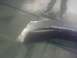 2000 Dodge 1500 - A damaged truck bed shows reflective trim and the legs of two individuals standing nearby.
