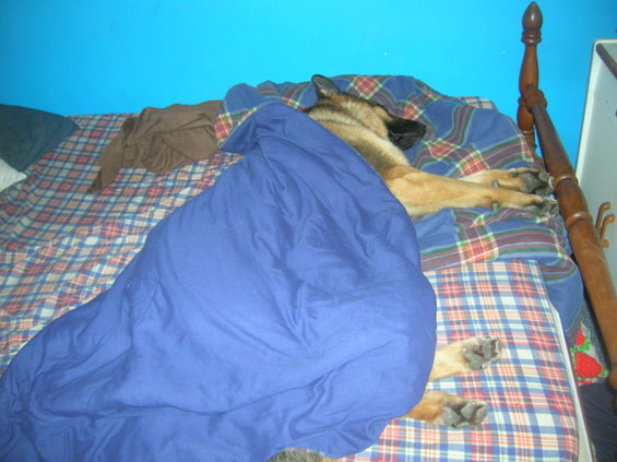 German Shepherd dog sleeping on a bed covered with plaid blankets and a blue comforter