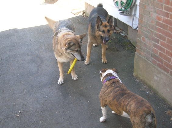 German Shepherd, tan dog with yellow toy, and bulldog on asphalt