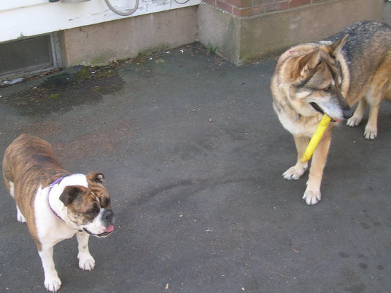 Two dogs, one brindle bulldog and a tan shepherd mix holding a yellow toy