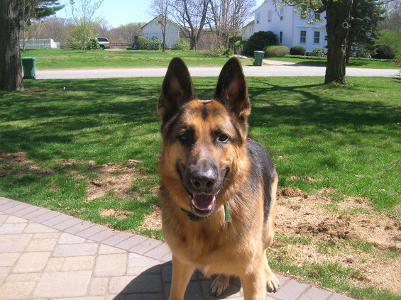 German Shepherd dog standing on a paved patio with a grassy yard and houses in the background