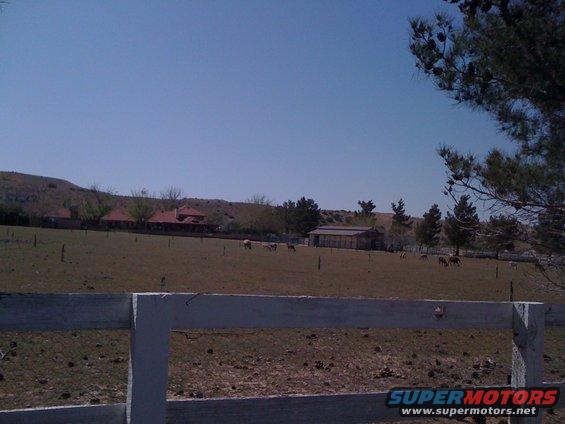 Farm scene with horses grazing in a field, houses and a barn in the background under a clear blue sky