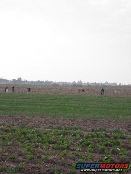 Agricultural field with rows of crops and several people working, under a hazy sky