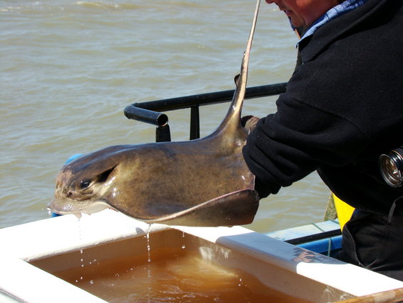 Stingray held by a person over a boat's edge, water in background