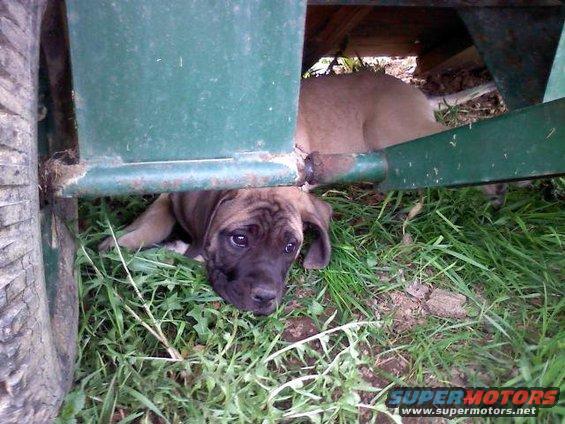 My mom's 9 week old English Mastiff "Gretta"