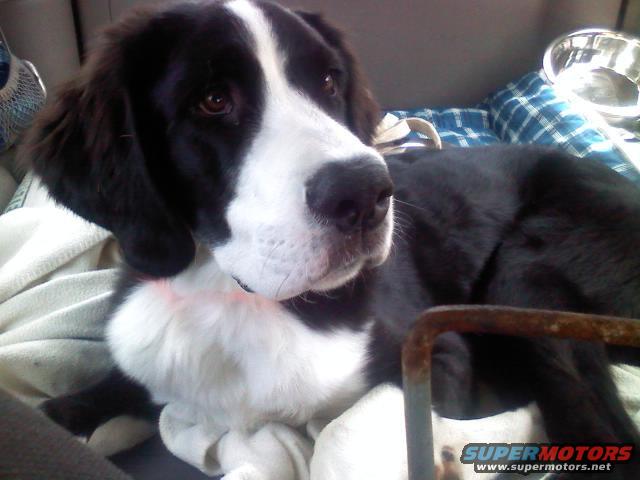 Black and white dog resting on blankets inside a vehicle