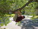 1983 Ford 427 - A man hangs from a tree branch over a residential street, with a garage visible in the background.